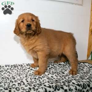 Carla, Golden Retriever Puppy